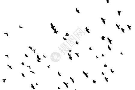 白色天空上的黑色鸟群荒野野生动物环境团体动物乌鸦人群运动鸟类羽毛图片