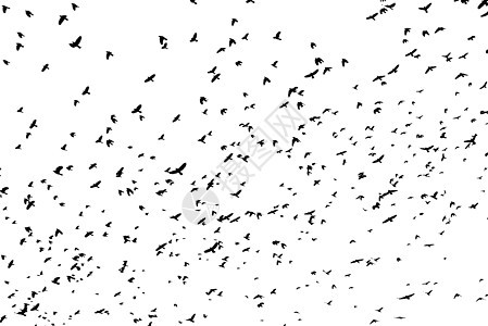 大群黑鸟在白色的天空荒野鸟类野生动物团体动物黑色翅膀空气航班殖民地图片