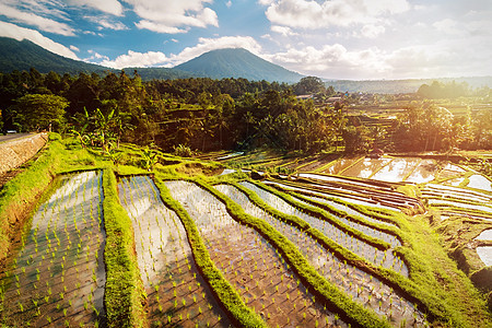 巴厘赖斯台热带食物种植园生长粮食稻田爬坡农业梯田植物图片