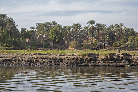 非洲牲畜畜牧业的农村田地风景图片
