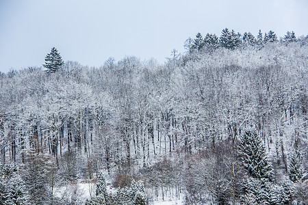 白雪寒冬风雨 有森林冻结山坡景观树木斗篷天空山林季节图片