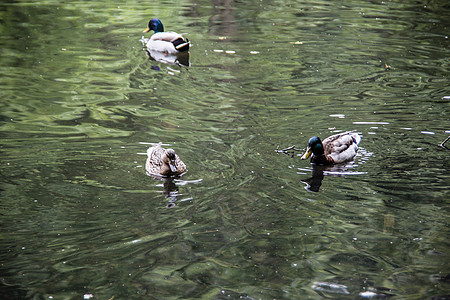 鸭子在城市公园池塘游泳鸭嘴兽飞溅蹼状羽毛野鸭水禽波浪家禽图片