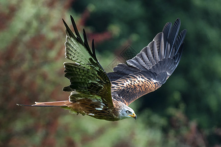 红基特米卢武省林地猎物飞行荒野动物风筝秃鹰羽毛野生动物动物群图片