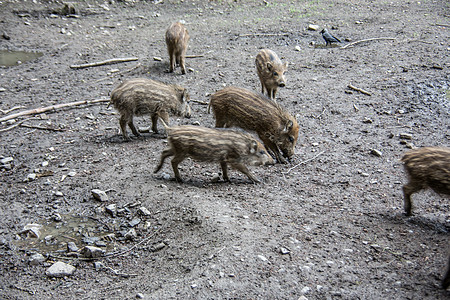 泥地觅食中的野猪森林边缘灰色鲣鸟格劳象牙脚趾鼻子公猪野生动物图片