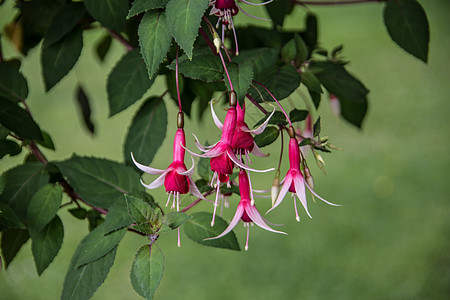 带红花的Fuchsia飞机植物集装箱月见草腐烂桃金娘红色观赏树叶花朵背景图片