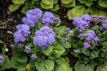 含蓝花的热量平和剂家族树叶伞形紫色蓝色植物花序衬套绿色观赏背景图片