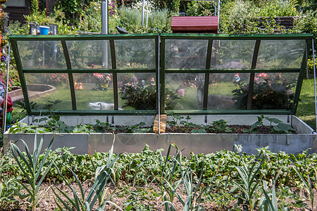 分配款花园的温室侏儒拨款前院花盆菜园南瓜菜地沙拉太阳能蔬菜图片