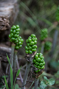 在一个混合的低沉森林里 带浆果的阿拉植物青蛙块茎单子绿色草本植物背景图片