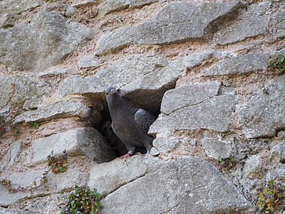 家养鸽动物岩石石头羽毛鸽子建筑学家鸽图片