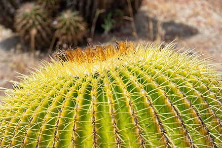 沙漠植物金箱 仙人掌球 格鲁森尼 卡克塔塞植物异国金子生长营养危险情调叶子脊柱热带背景