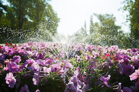 清晨在公园里给草坪和花朵浇水玫瑰花园草地植物绿色园艺灌溉洒水器图片