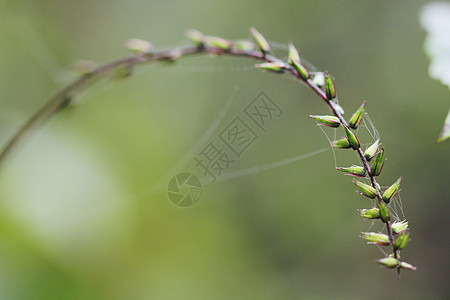 带蜘蛛网的花粉季节白色宏观叶子生长场地森林绿色花园荒野图片