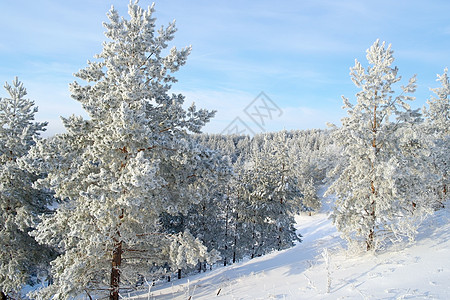 冰雪覆盖的松树场景季节天空森林木头天气树木蓝色白色背景图片