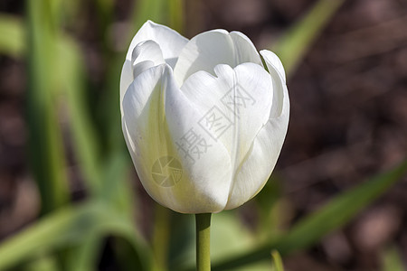 Tulip Gwen 的图利普植物花坛生长摄影郁金香灯泡花瓣宏观花束植物群图片