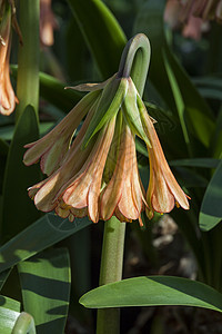 Cyrtanthus 山猫灯泡花园季节花头花束宏观植物群生长摄影园艺图片