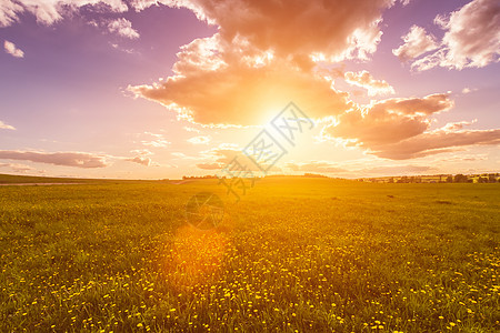 太阳升起或日落 在覆盖着黄花朵的田地上阳光天堂蒲公英耀斑爬坡地平线射线辉光土地天空图片