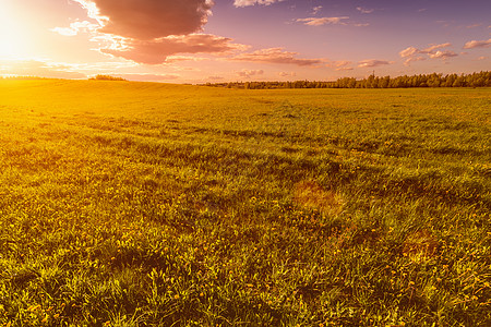 太阳升起或日落 在覆盖着黄花朵的田地上金色爬坡阳光耀斑风光天堂天空风景田园夕阳图片