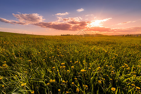 太阳升起或日落 在覆盖着黄花朵的田地上金色天空耀斑土地辉光天堂风光场地黄色全景图片