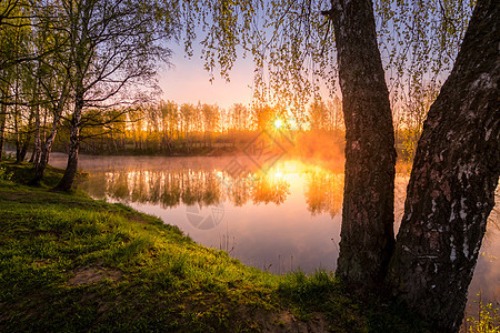 在池塘附近的小树叶中 太阳升起或日落树干阴霾镜子墙纸光束土地荒野倒影桦木射线图片