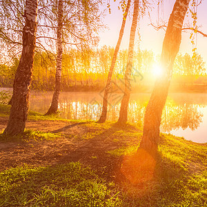 在池塘附近的小树叶中 太阳升起或日落叶子光束风景阴霾荒野薄雾反射镜子桦木树干图片