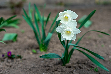带有薄干和精美芳香的白色细嫩花朵季节性生长香味花瓣植物草地园艺图片