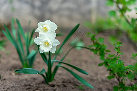 带有薄干和精美芳香的白色细嫩花朵花瓣植物季节性草地园艺生长香味图片