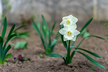带有薄干和精美芳香的白色细嫩花朵草地园艺花瓣植物季节性生长香味图片