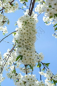 白白的 茂密的花 在树上花瓣季节花园植物群白花花束森林花季绿色植物背景图片