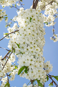 白白的 茂密的花 在树上植物群季节绿色花瓣花束森林植物花季白花花园背景图片