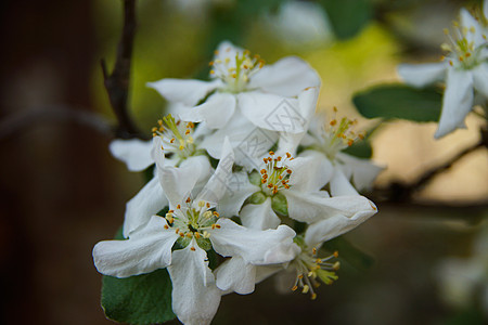 白苹果花在户外紧闭日历花瓣公园晴天季节苹果树园艺花园植物树叶图片