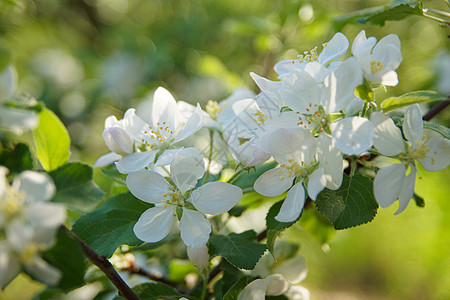 白苹果花在户外紧闭日历晴天花园园艺苹果树植物公园树叶季节花瓣图片