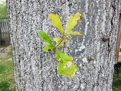 橡树树皮 树枝和小绿叶叶子树干植物学绿色树叶植物群图片