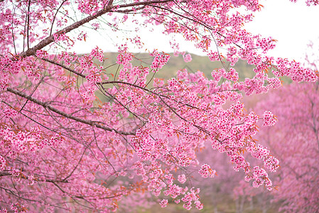 粉红色花朵的美丽树枝 野生黑沙拉扬樱桃花Pr樱花白色蜡质宏观花瓣荒野植物公园花园粉色图片