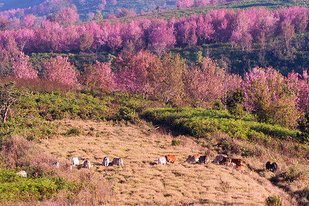 喜马拉雅粉红色花朵的美丽风景 野生海沙拉扬樱桃花宏观花园蜡质公园荒野樱花植物白色粉色花瓣背景