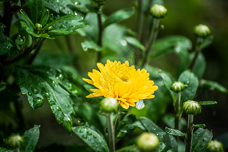 之后滴滴滴的菊花黄花花瓣花束绿色装饰宏观风格叶子背景黄色植物背景图片