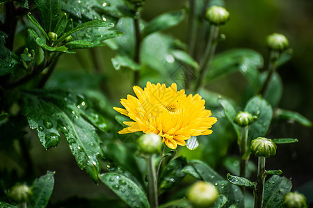 之后滴滴滴的菊花黄花花瓣花束绿色装饰宏观风格叶子背景黄色植物图片