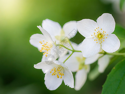 春月时带白茉莉花衬套白色花瓣花束花朵叶子绿色晴天白花植物图片