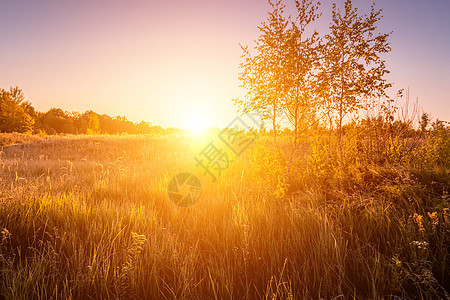 夏日田上美丽夕阳的景象阳光太阳日出植物紫色场景天空森林季节地平线图片