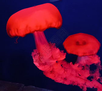 迪拜迪拜市Dubai Mall水族馆的Jelly鱼蓝色动物毒素海洋生物学水母静脉动脉旅游细胞图片