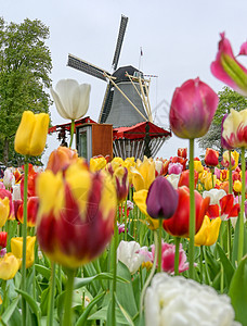 荷兰的图利普和风车乡村旅游农村村庄农场花园植物红色文化农业图片