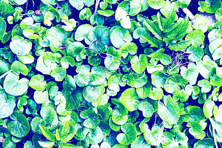 年轻绿色植物新芽纹理叶子植物墙纸青色薄荷环境植物群花园宏观阳光背景图片