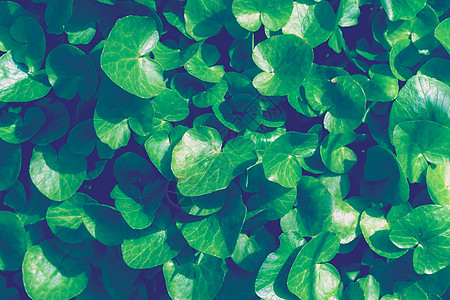 年轻绿色植物新芽纹理发芽叶子植物群生长季节墙纸薄荷青色花瓣宏观背景图片