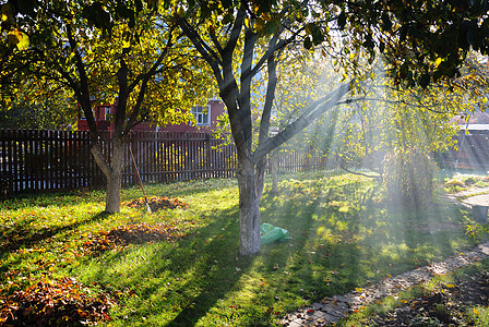 太阳光照耀着秋树的阳光 在小屋花园里园艺场景金子栅栏耀斑植物太阳衬套工具小屋图片