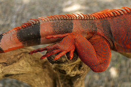 美丽的红鬣蜥后腿在树枝上的特写 橙色鬣蜥的动物特写镜头坐在树上 红色变体的一个亚种 害羞的动物红鬣鳞蜥栖息在干燥的树枝上尾巴蝾螈图片