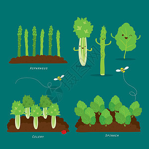 一套菜园 有机和健康食品卡通矢量图植物食物蔬菜美食菠菜地面芹菜土壤沙拉营养图片