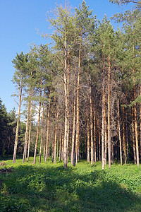 夏季风景环境松树绿色公园植物树木场景阳光叶子木头图片