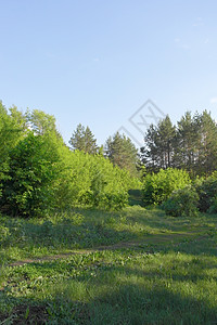 夏季风景环境绿色树干木头叶子场景公园植物松树树木图片