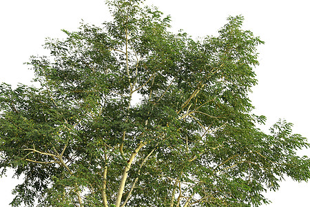 白背景隔离的天然绿树 有选择性地突出重点孤独树叶生活顶峰树干木头生长叶子绿色环境图片