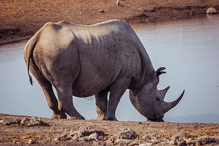 纳米比亚的黑犀牛公园动物濒危黑色哺乳动物国家犀牛水坑图片