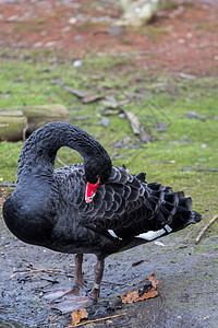 黑天鹅 西格努斯阿特拉图斯账单动物群荒野家禽池塘鸟类羽毛野生动物脖子天鹅图片